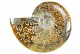 Polished Cretaceous Ammonite (Cleoniceras) Fossil - Madagascar #305903-1